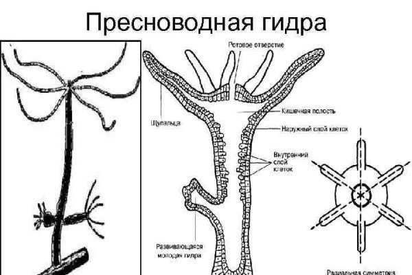 Кракен тор текст