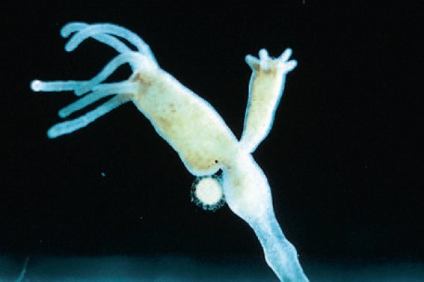Kraken hydra